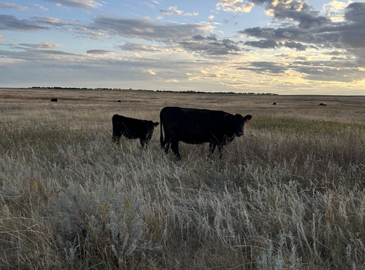 Mineralizing the Cattle