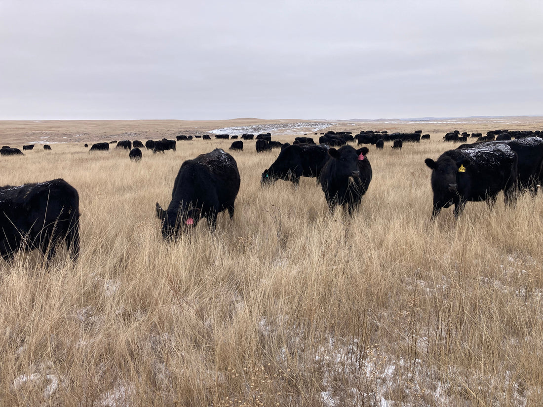 Weaning Calves